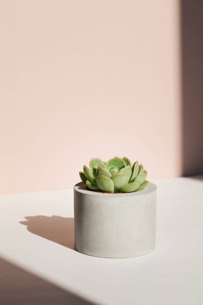 istock succulent in concrete pot with deep shadow on beige background .home decoration. minimal nature background. garden and minimal floral concept. 1334694444