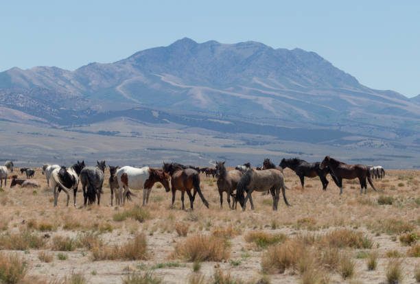 istock Herd of Wild Horses in Utah 1334694506