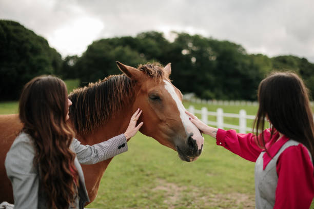 istock Two women stroking a horse on a field 1334694573