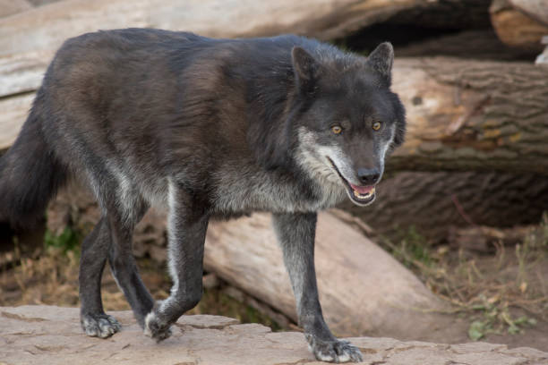 istock Black canadian wolf is watching its prey. Canis lupus pambasileus. 1334694725