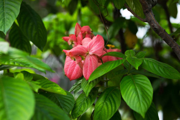 Pink mussaenda Pink mussaenda mussaenda parviflora photos stock pictures, royalty-free photos & images