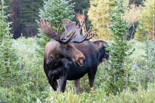 istock Moose in the Colorado Rocky Mountains 1334695963