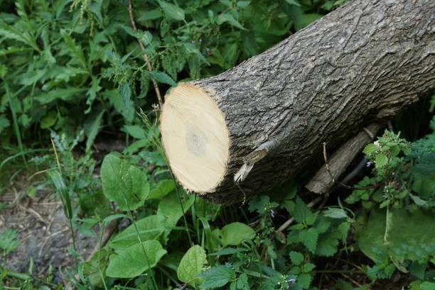 istock part of one gray cut tree in green vegetation 1334696028