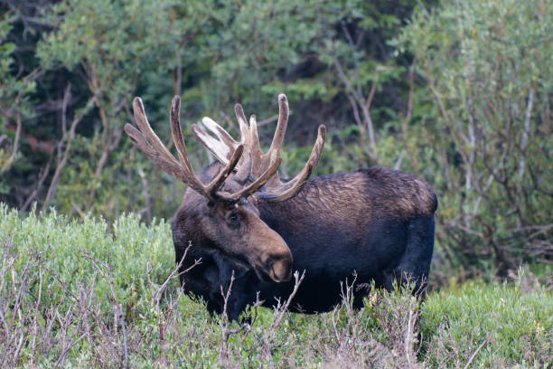 istock Moose in the Colorado Rocky Mountains 1334696143
