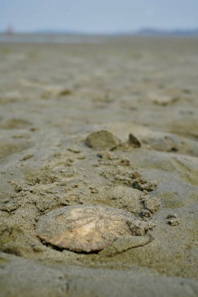 istock Sand dollar at the Beach 1334697102