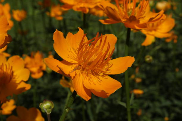 istock Asian Globeflower - Trollius Asiaticus 1334697135