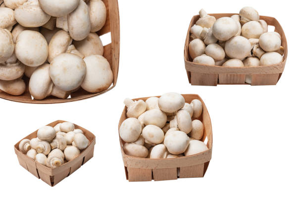 istock Champignon mushroom isolated on white background. 1334697331