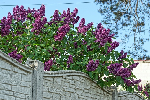 a lot of purple lilac flowers in green leaves on a bush over a gray concrete wall of a fence on the street