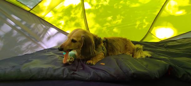 istock Long dog enjoying jerky at camp 1334697501