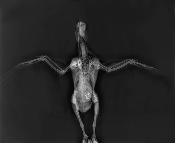 vogelröntgen. taubenröntgen, tierärztliche radiographie - vet x ray veterinary medicine x ray image stock-fotos und bilder