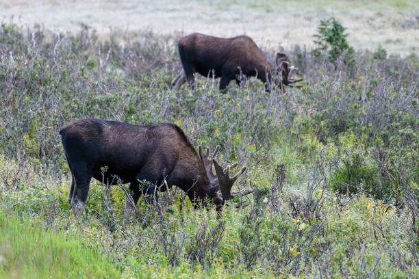 istock Moose in the Colorado Rocky Mountains 1334699694