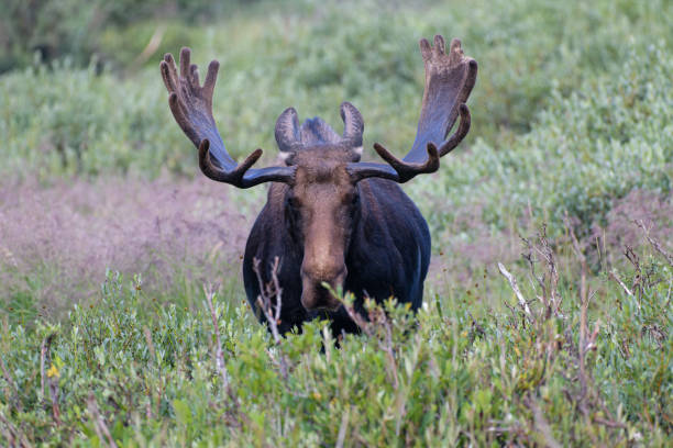 istock Moose in the Colorado Rocky Mountains 1334700634