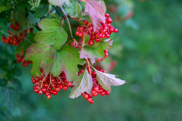 istock red viburnum berries with green foliage 1334701926
