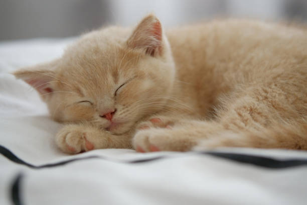 istock cute shorthair kitten is napping on the bed 1334705552