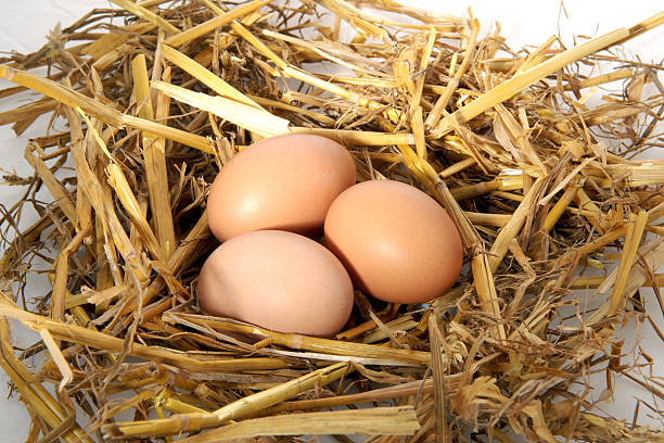 nido de huevo - animal egg golden animal nest nest egg fotografías e imágenes de stock