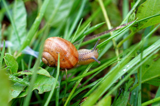 istock Baby grape snail close-up among the grass. 1334706300