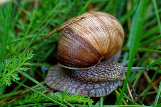 istock Grape snail close-up among the grass. 1334706301