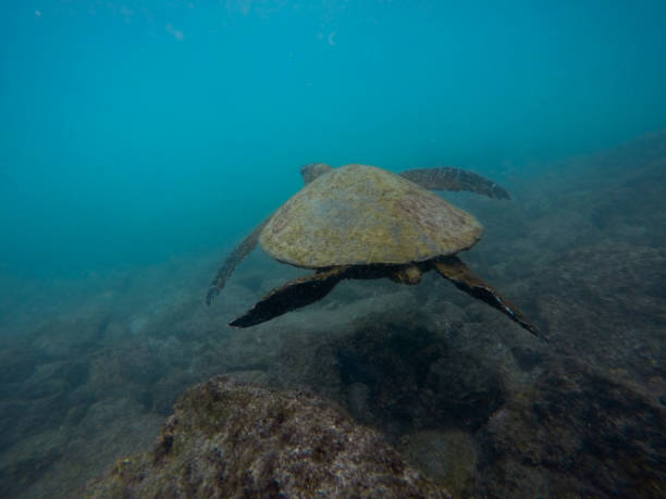 istock Snorkeling in beautiful Hawaii with turtles 1334706346