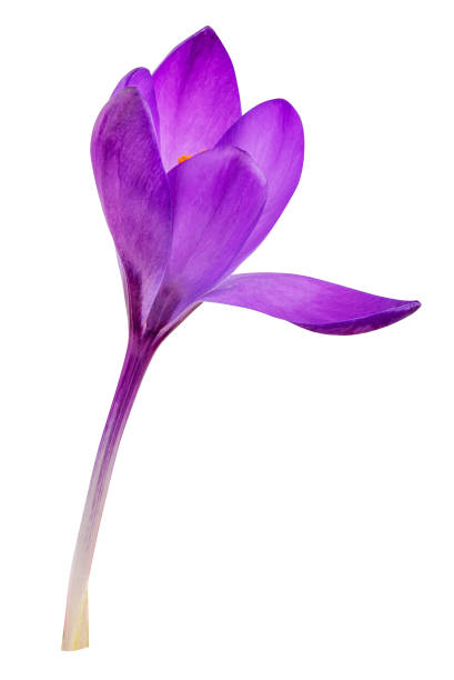 istock Crocus flowers isolated on white background with clipping path 1334706388