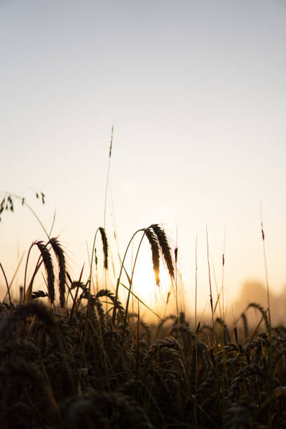 campo de maíz en el amanecer brumoso - morning cereal plant fog corn crop fotografías e imágenes de stock