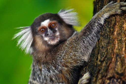Close up of the tipical tropical small monkey