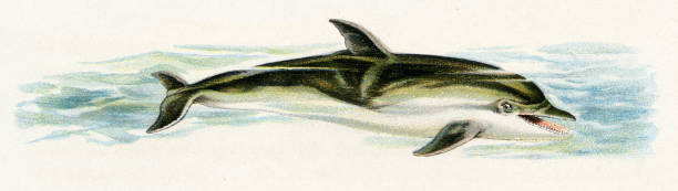 Natural history. Large edition. Revised by M. Kohler, 1899