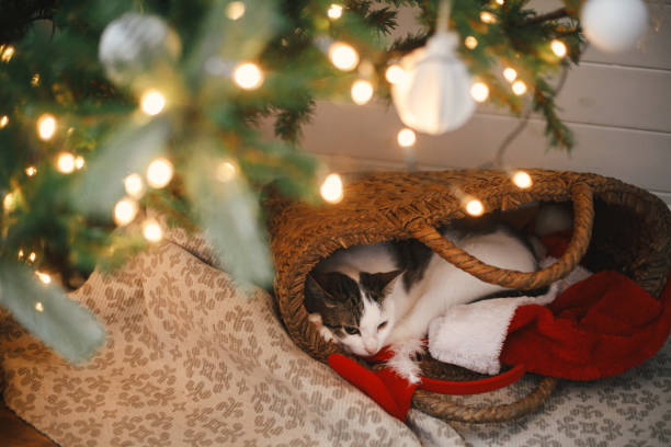 istock Adorable cat sleeping in straw basket with santa hat under christmas tree lights. Cute kitten relaxing in modern decorated festive room. Merry christmas! Pet and winter holidays. Animal calendar 1334708166