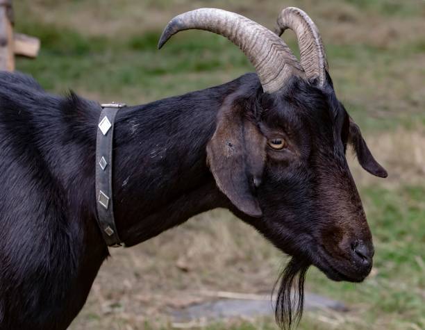istock Billy The Goat Close-Up. 1334711371