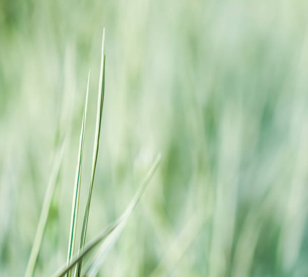 istock Blurred background, texture, pattern of decorative green and white grass. Natural backdrop 1334712383