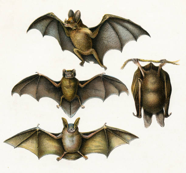 박쥐 일러스트레이션 1899 - bat stock illustrations