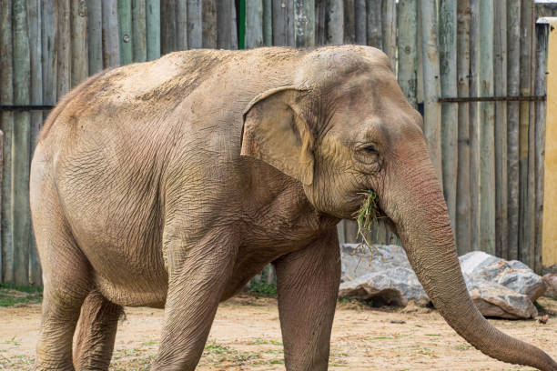 istock Beautiful adult Elephant, large mammal 1334712725