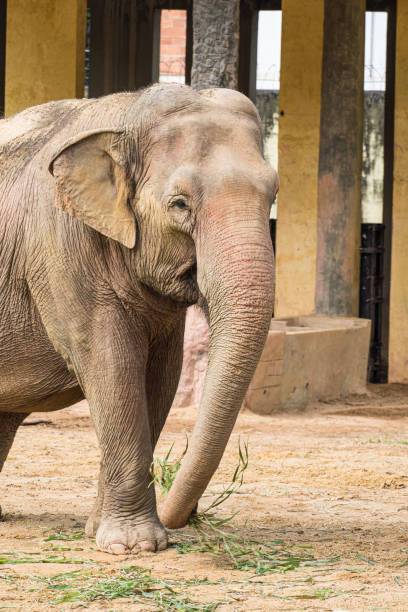 istock Beautiful adult Elephant, large mammal 1334712768
