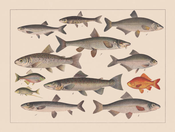 illustrations, cliparts, dessins animés et icônes de famille des carpes (cyprinidae), chromolithographe coloré à la main, publié en 1882 - wild water illustrations