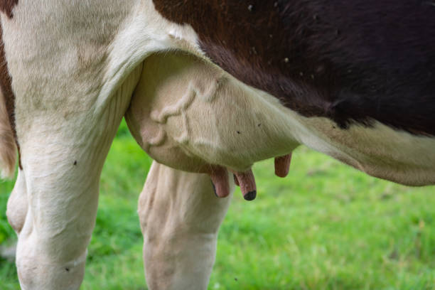 istock Dutch black and white cow udder in meadow 1334714392