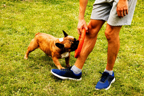 funny french bulldog plays with a toy on a green lawn. french bulldogs are very playful. - n64 imagens e fotografias de stock