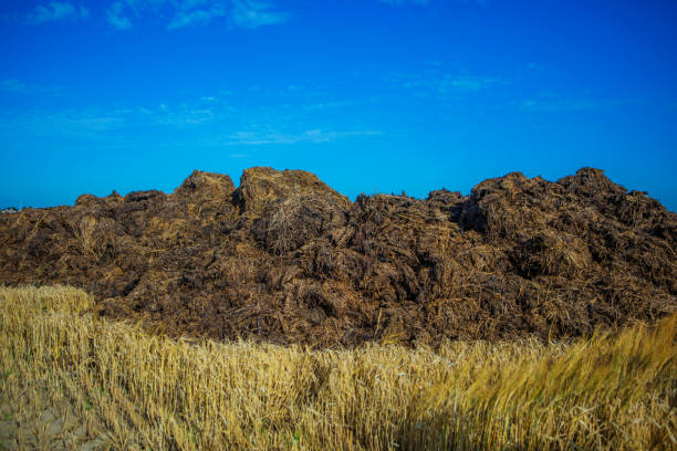 Pile of natural fertilizer Pile of natural fertilizer animal dung stock pictures, royalty-free photos & images