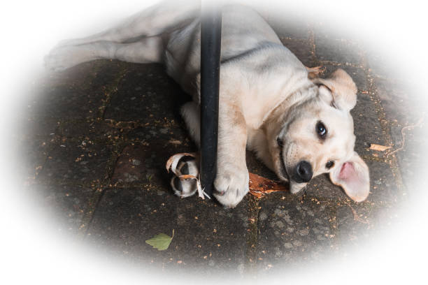 istock The Labrador puppy plays with birch bark 1334715488