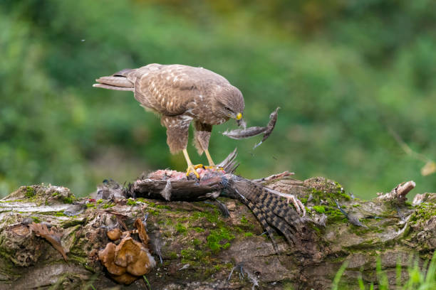 myszołów euroazjatycki jedzący bażanta - eurasian buzzard zdjęcia i obrazy z banku zdjęć