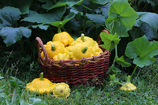 yellow patissons in a basket on the grass next to the garden in the open air harvest of fresh vegetables