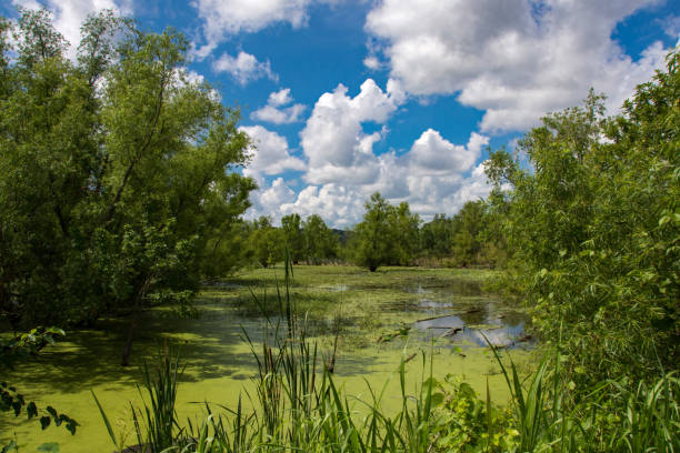 istock Little Creve Coeur Marsh - Horizontal View 1334716895