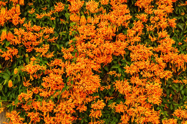 Orange flowers hanging over the garden fence wall in Spain. Pyrostegia venusta. Nature, blooming background.