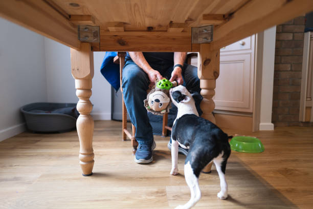 A dog toy being held by a man and pulled by a Boston Terrier puppy under a wooden table