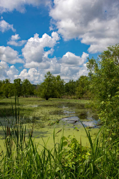 Little Creve Coeur Marsh - Vertical View