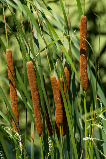 istock Little Creve Coeur Marsh - Cattails Vertical 1334717741