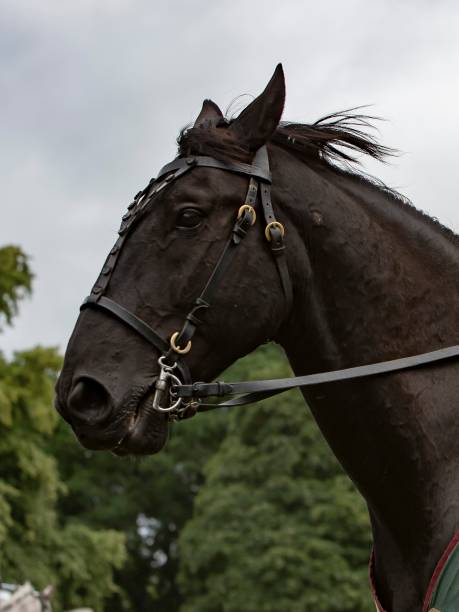 istock Friesian War Horse. 1334720310