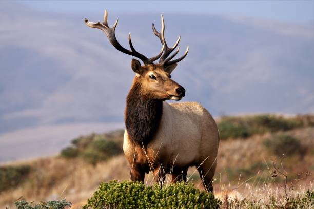 point reyes elchherdenführer - wilde tiere stock-fotos und bilder