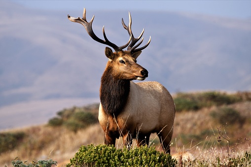 Point Reyes  Elk Herd Leader
