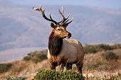 Point Reyes  Elk Herd Leader