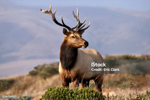 Point Reyes Elk Herd Leader Stock Photo - Download Image Now - Animal Wildlife, Elk, Animals In The Wild