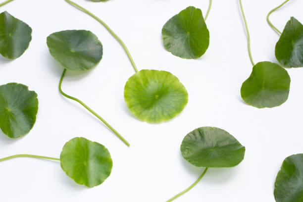 istock Fresh green centella asiatica leaves on white background. 1334724220